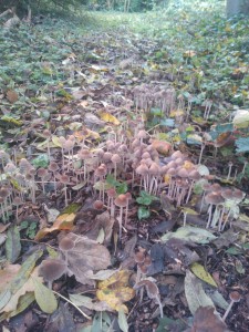 In het voorjaar konden we niet vermoeden dat het verse houtsnipperpad er nu zo uit zou zien.. dat zijn een heleboel paddenstoelen!