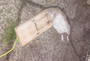 Een rat had een holletje gegraven onder de fundering van de badkamer van ons huisje.. en zo liep het die zelfde avond af met deze dwarse rat. Pindakaas doet wonderen!