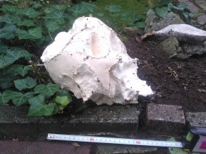 Wat een bijzonder ding! Het is een reuzenbovist, een eetbare paddenstoel ter grootte van een voetbal, zomaar in ons bos! De slakken hebben er al flink aan zitten knabbelen. Hopelijk zaait het zichzelf nog uit.. wie weet volgend jaar paddenstoel van eigen erf!